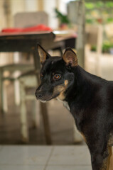 A Black dog in the house 