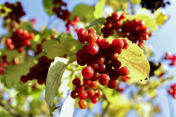 Autumn viburnum with clusters of bright red berries and golden-yellow leaves. A natural and...