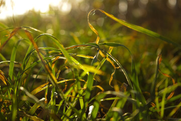 Close-up of lush green lawn grass creating a natural textured background. Perfect for use in...