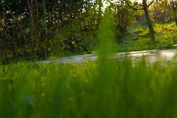 Close-up of lush green lawn grass creating a natural textured background. Perfect for use in...