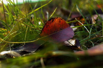 Scattered autumn foliage in warm red, yellow, and orange shades on vibrant green grass. A...