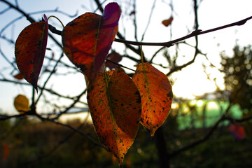 Close-up view of colorful fall leaves illuminated by the warm glow of a sunset in an autumn garden....