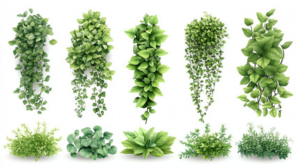 Fototapeta premium A collection of green plants with different shapes and sizes