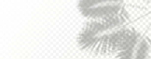 Glare from the sun's rays on the wall. Blurred shadows from leaves and plants in the room. Soft overlay of natural light. 