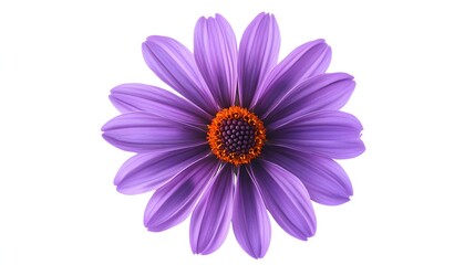Fototapeta premium A vibrant purple flower with orange center blossoms