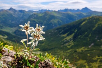 Edelweiss on a hike with mountains in the background. Isolated rare and protected wild flower...