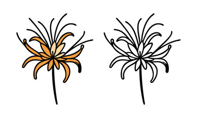 Yellow Spider Lily Icons in Color and Outline, Vector illustration of a spider lily flower in a vibrant yellow color version and a black-and-white outline style for designs.
