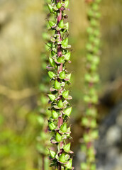 wild plants and flowers images. natural flower photos.