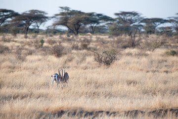 antelope