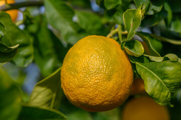 Ripening orange fruit hanging from a tree branch in a vibrant orchard during sunny daylight hours