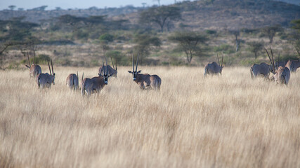 Oryxantelope in the savannah of Africa