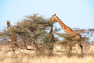 giraffe in the savannah