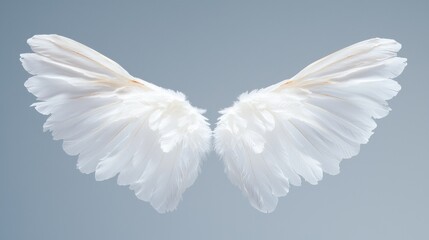 Obraz premium Elegant white wings displayed in high-resolution textures artistic soft light environment