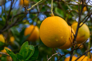 Ripe oranges hanging from a tree in a sunlit grove on a warm day