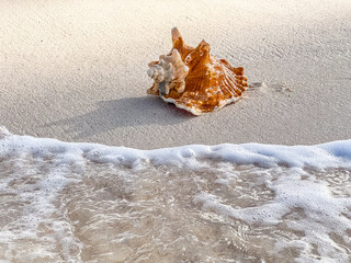 Sea Shell in the surf of the tropical beach at Bahamas