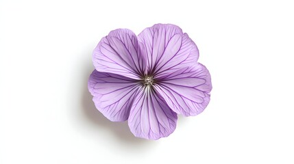 Obraz premium A single pale purple flower with intricate veining