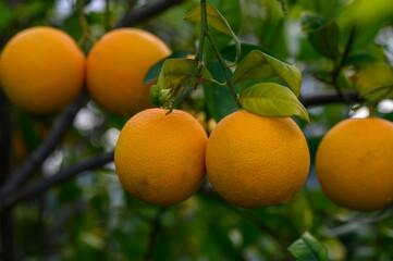 Oranges ripening on tree branches under bright sunlight in a lush orchard