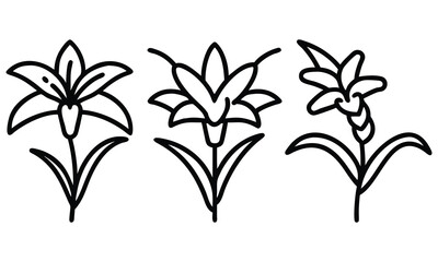 Black-and-white lily flower line drawings, A set of three black-and-white line art illustrations of lily flowers with clean and symmetrical designs, showcasing minimalist floral aesthetics.
