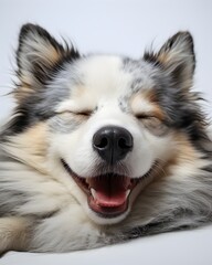 Fototapeta premium A tired dog lies on a white background, yawning widely. The scene conveys calm and serenity. 