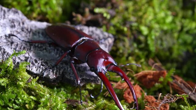 Prosopocoilus astacoides fraternus. Beetle Stag Area collect, North Thailand.