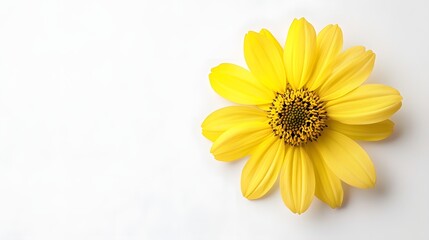 Obraz premium A single yellow flower on white background