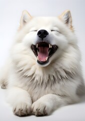 Fototapeta premium A tired dog lies on a white background, yawning widely. The scene conveys calm and serenity. 
