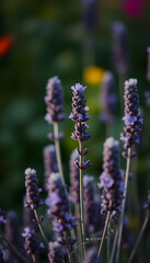 Obraz premium Selective and soft focus on lavender flowers, lavender flower in flower garden, with white tones