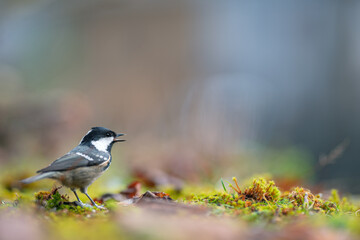 Bird (Coal tit) resting on the ground. Close-up view. Blur background with shallow depth of field.