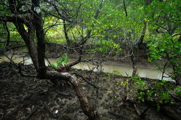 A dense mangrove forest with lush green foliage.