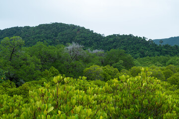 Naklejka premium A tropical mangrove forest with a variety of plant life. 