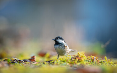 Bird (Coal tit) resting on the ground. Close-up view. Blur background with shallow depth of field.