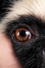  A close up of a dog's brown eye