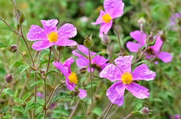 Fototapeta premium wild plants. self-growing pink flowers in nature.