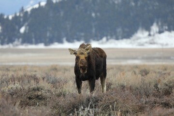 Springtime Bull Moose With New Antler Growth