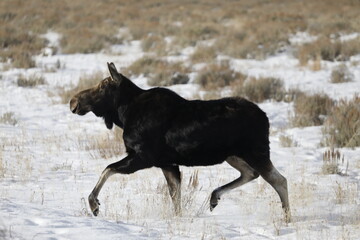 Female Moose in Winter