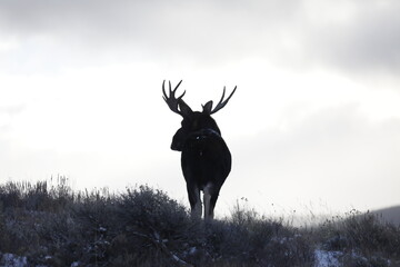 Bull Moose in Wyoming