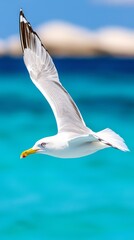 Fototapeta premium A seagull flying over a body of water