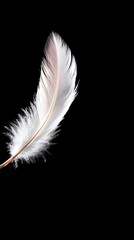 Obraz premium A white feather on a black background