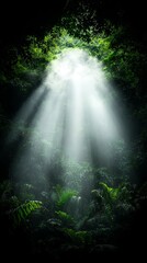 A dark forest with sunlight shining through the trees