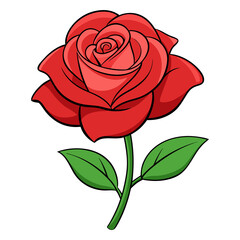 red rose isolated on white