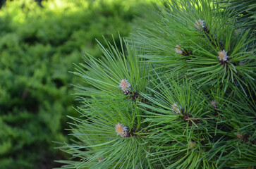 Closeup pinus mugo gnom- coniferous shrub , branches with needles  .Outdoors photo. Gardening ,landscaping, growing conifer plants. Free copy space.