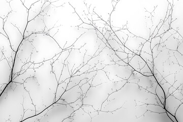 Fototapeta premium Black and white minimalist photo of tree branches against a bright sky