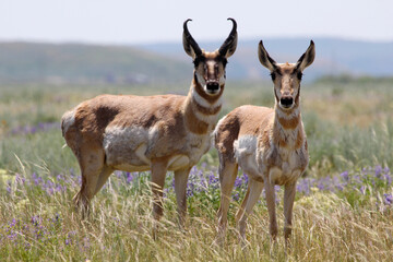 Pronghorn Antelope in Summer