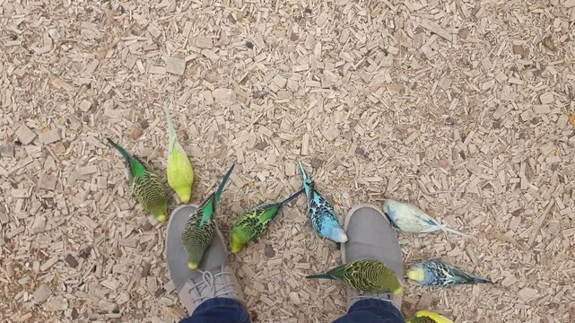 Footage of the different types of birds and parrots in aviary playing with owners shoes. Fun
