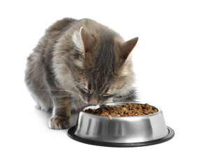 Cute cat eating dry pet food from bowl on white background