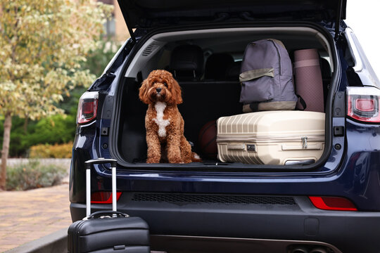 Cute Cavapoo dog and different stuff in car trunk