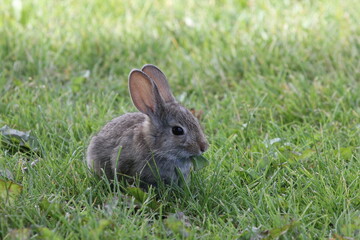 Bunny in Green Grass