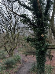 HAmpstead Heath, North London. Running morning