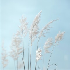 Delicate white pampas grass swaying gently in a light blue sky.