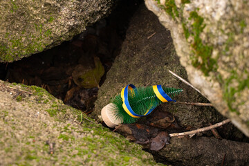 A Christmas tree and a Ukrainian flag ribbon lie under rubble in Ukraine on Christmas in Ukraine,Christmas